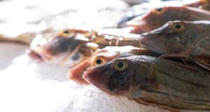 Preserving-the-North-Sea-North Sea fish species